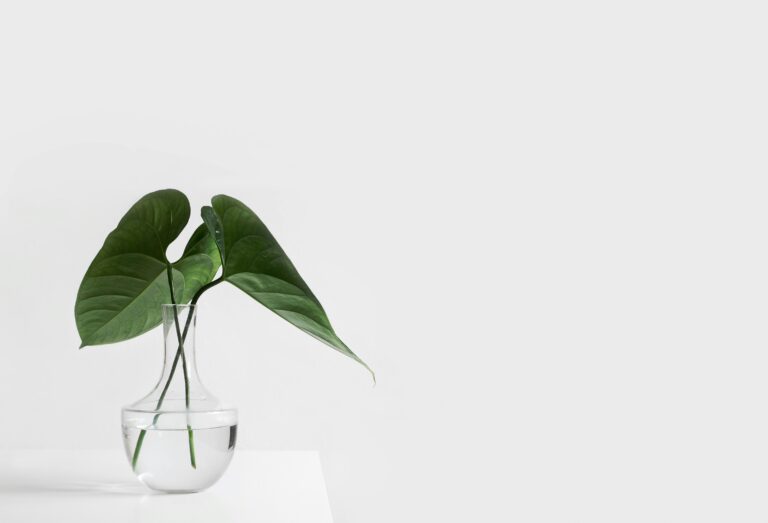 simplistic plant against white wall